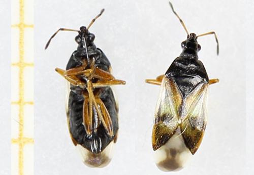 Réf. 287 907 : Anthocoris nemorum